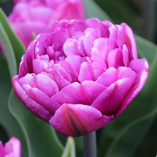 Луковица тюльпана Doudle Price 3 шт. 