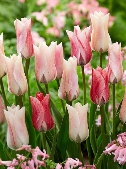 Луковица тюльпана триумф Карате 3 шт.