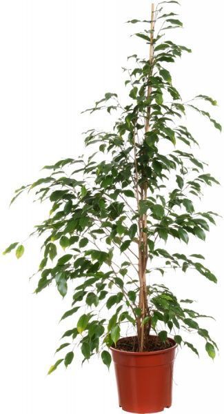 Растение комнатное Фикус Exotica