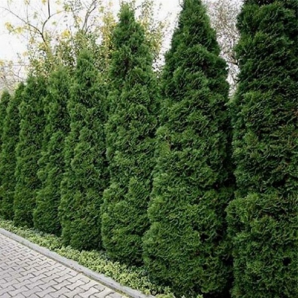 Рослина Туя західна Малоняна/Thuja occ. 'Malonyana' С3 /Н 10-15