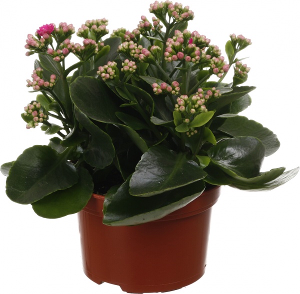 Растение комнатное Каланхоэ микс 15/27