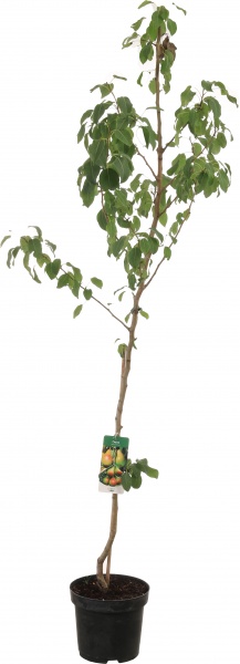 Саженец Декоплант груши 2р (C7)