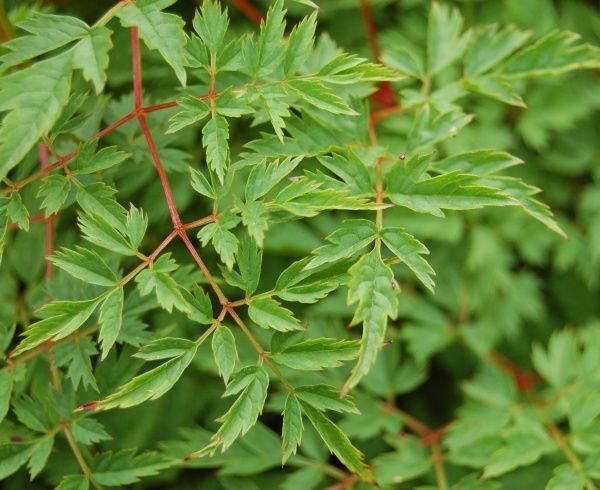 Саженец Волжанка двудомная Kneiffii