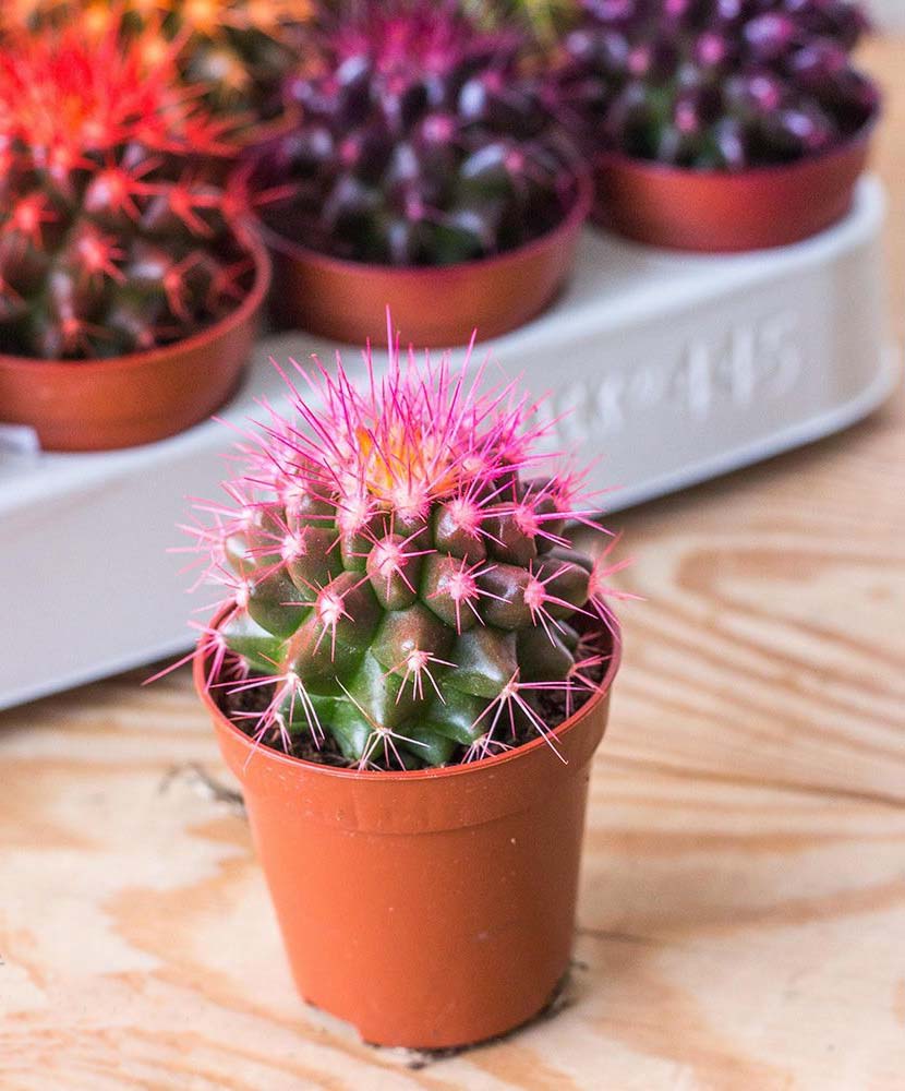 Кактус 5*8 мікс з різнокольоровими колючками Р11448