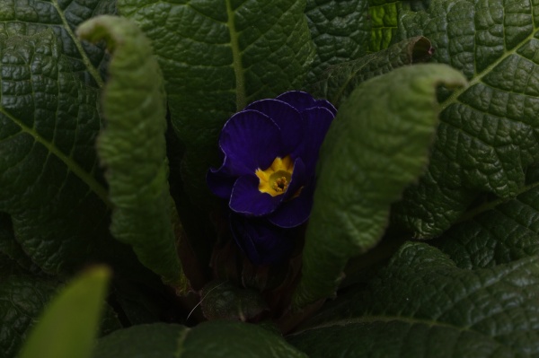 Растение комнатное Корзина 13 Нарцисс 3+Примула овал две ручки