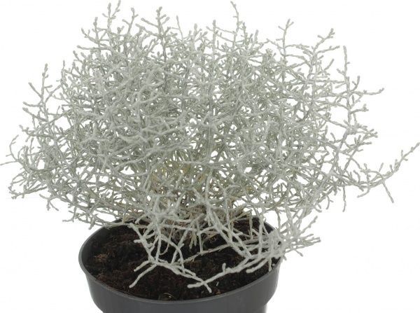 Растение Калоцефалус 12/20