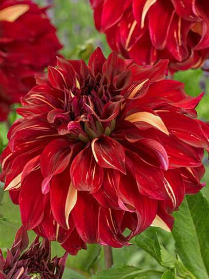 Коренебульба жоржини дінерплейт Бохеміан Спартакус 1 шт. 