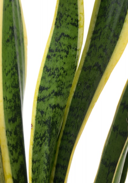 Рослина Сансівьєра Laurentii 17/65