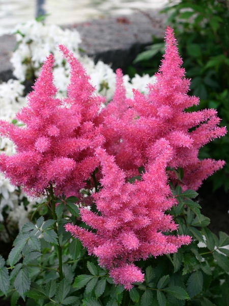 Корневище астильбы Глория Пурпуреа 1 шт. 