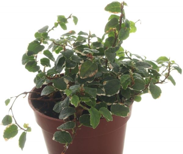 Рослина Фікус 09/15 мікс