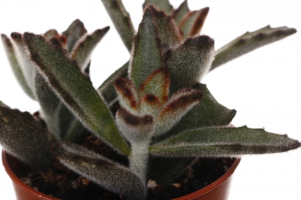 Рослина кімнатна Сукулент 5х8 см