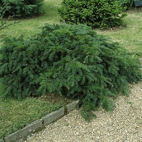 Растение Тис ягодный Репанденс С2-3
