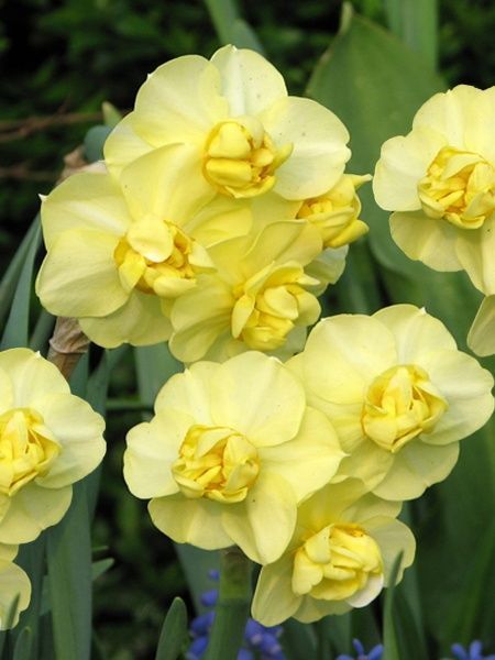 Цибулина TUBERBULB Export B.V. нарциса єллоу Чірфулнес 3 шт. 