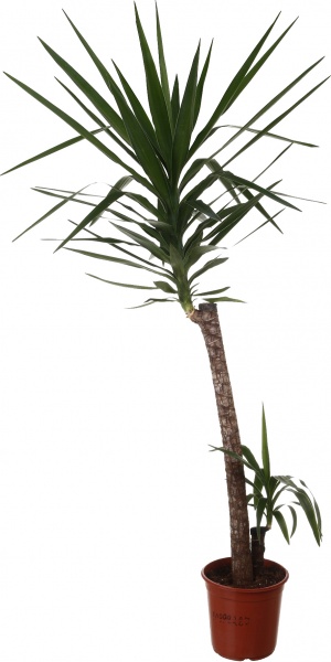 Рослина кімнатна Юкка 3 стовбури 21/90