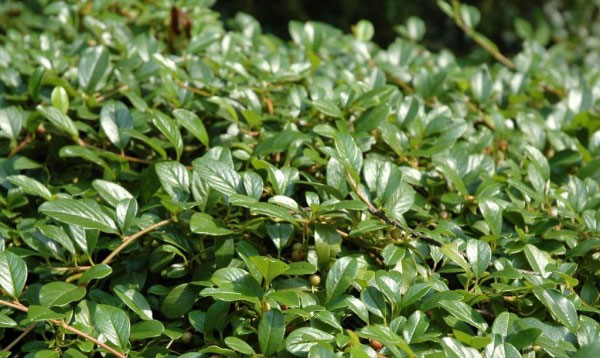 Растение Кизильник Даммера / Cotoneaster dam.Major, C2