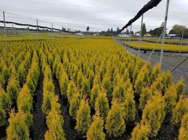 Растение Туя западная Янтарь/ Thuja occ. 'Jantar С3/ Н20-30