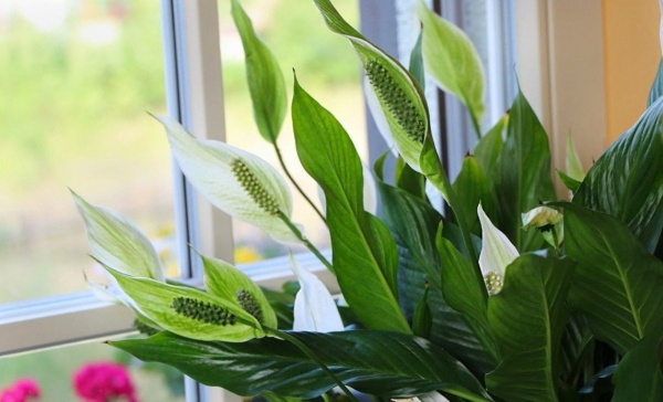 Растение комнатное Спатифилум 24x100-110