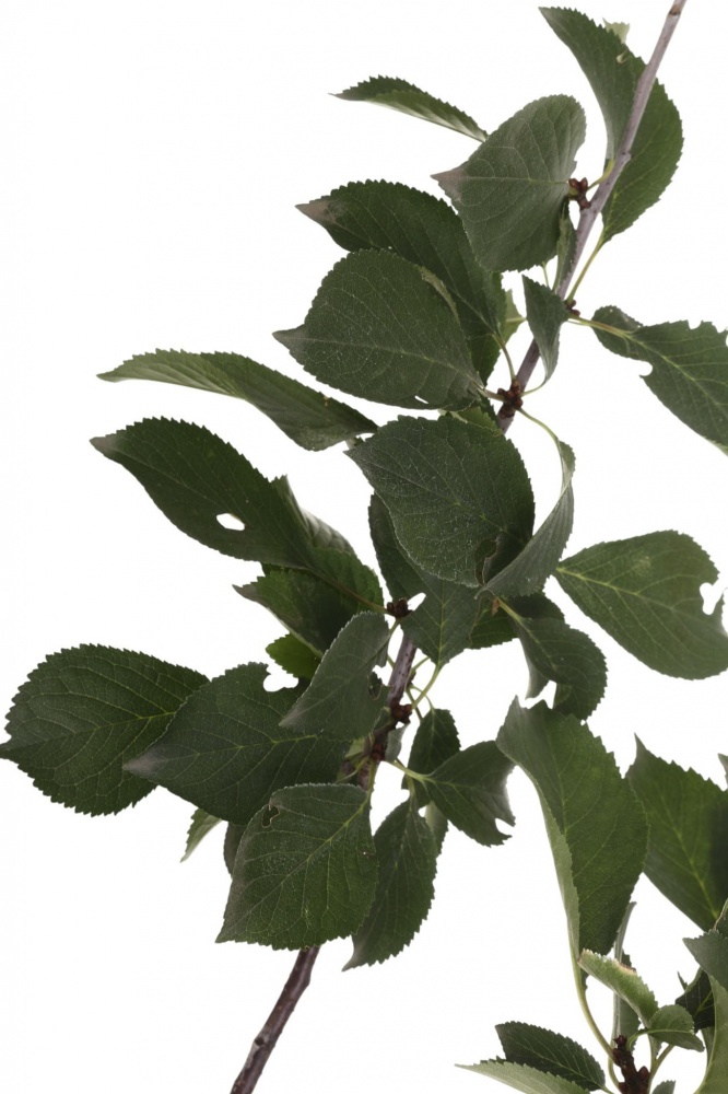 Саджанець Вишня в асортименті 3 р (L.15)