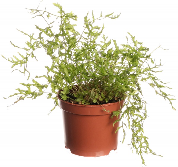 Растение комнатное Папоротная микс 8/20