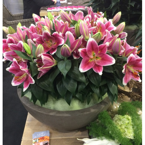 Луковица Яскрава Лилия низкорослая Angelique 