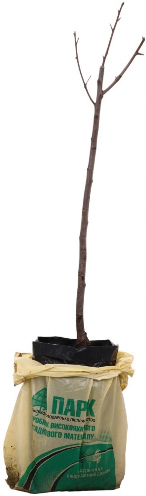 Рослина Персик в асортименті 3р (з/к)