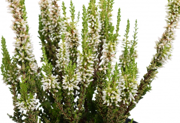 Растение верес d12