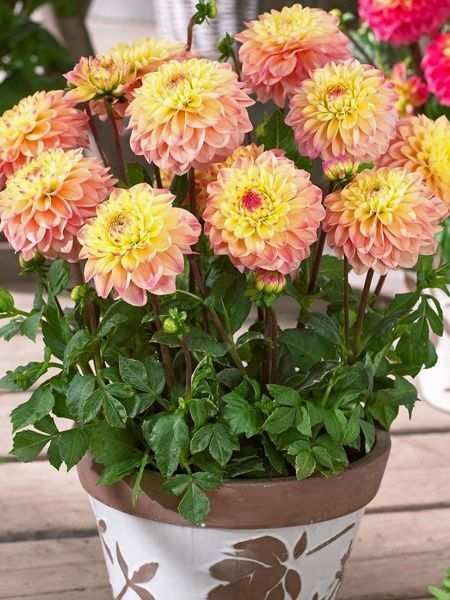 Корнеклубень георгины декоративной Принцесс Элизабет 1 шт. 