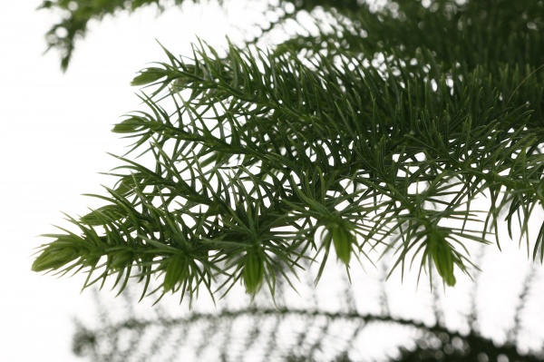 Растение Араукария Heterophylla d23/h100