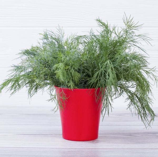 Насіння Професійне насіння кріп кімнатний Елла 1 г (4820176693969)