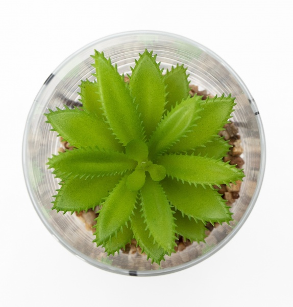 Флорариум Суккулент в стеклянной вазе 190706 10x12 см