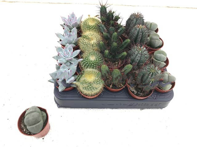 Растение Кактус+суккулент 05х07 микс