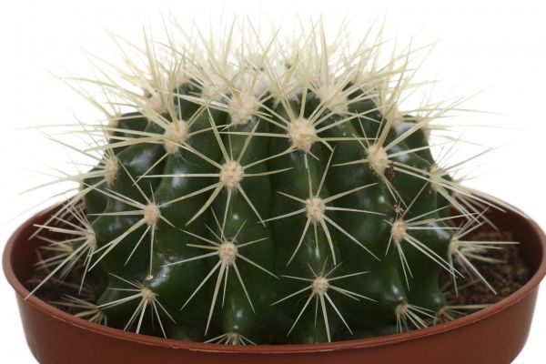 Рослина кімнатна Ехінокактус 10х14 см