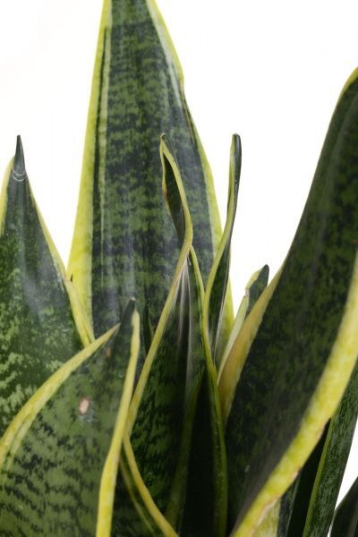 Растение Сансевьера Laurentii 12/50