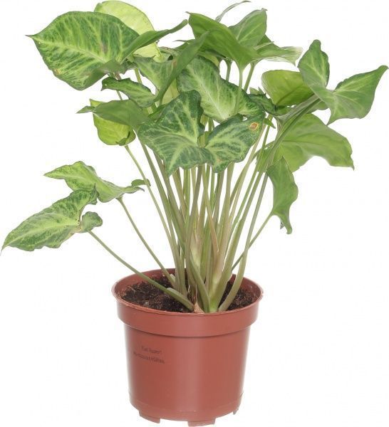 Растение Сингониум 12/25