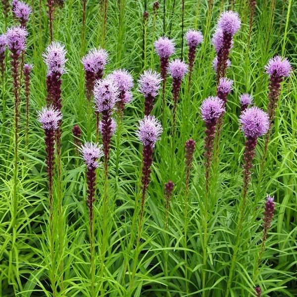 Растение Лиатрис колосистая