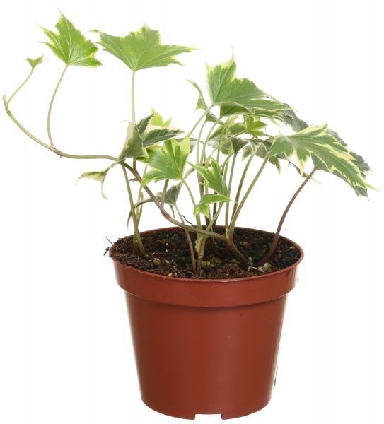 Растение Хедера голд чаилд 9/15