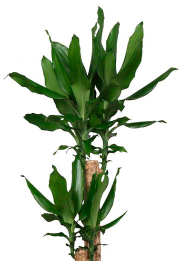 Рослина кімнатна Драцена Steudneri 11х40 см