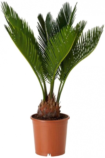 Растение комнатное Цикас Революта d21/h60