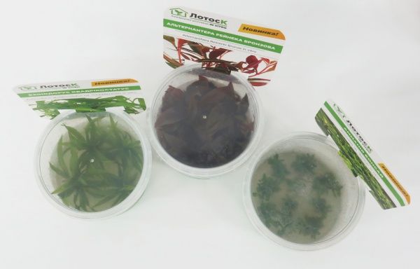 Рослина акваріумна Лотос Ехінодорус квадрікостатус (Echinodorus quadricostatus var. magdalenensis in vitro)