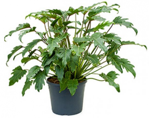 Растение Филодендрон Ксанаду 21/55