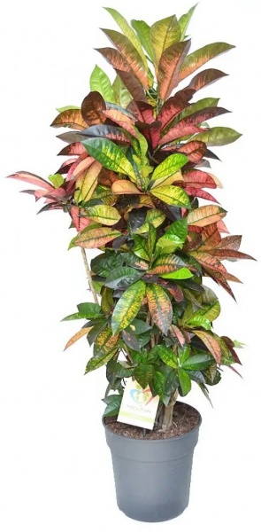Рослина Кротон Айстон бранч d12/h40