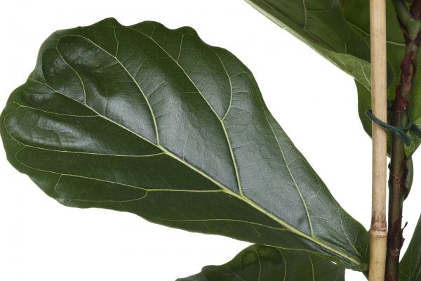 Растение комнатное Фикус Лирата 21х110