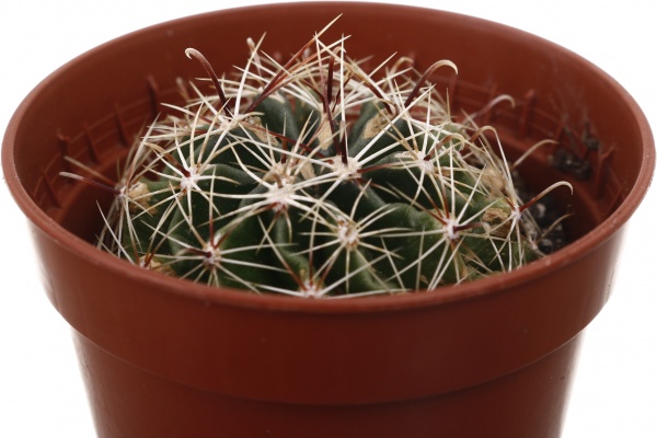 Рослина кімнатна Кактус мікс 5х10 см