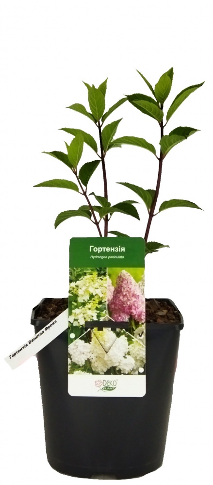 Саженец Гортензии 3 л