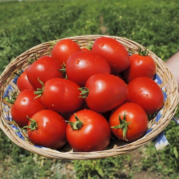 Семена Професійне насіння томат низкорослый Намиб F1 10 шт. (4820176693747)