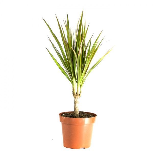 Растение Драцена Marginata 1 ствол 11/40
