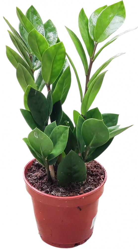 Растение Замиокулькас 10.5/30