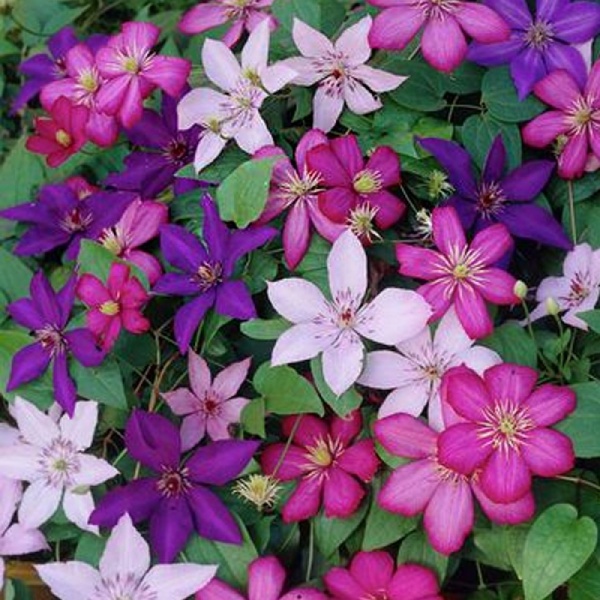 Растение Клематис микс d11/h40