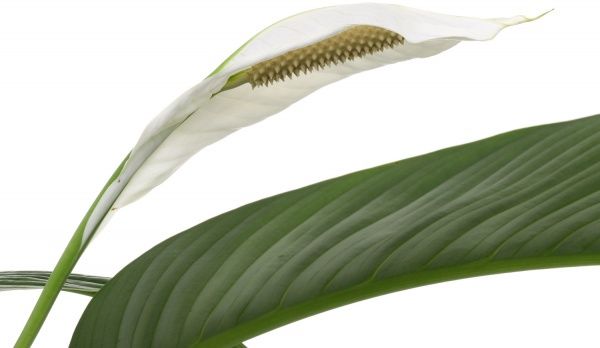 Растение комнатное Спатифиллум Sensation 30x100 см