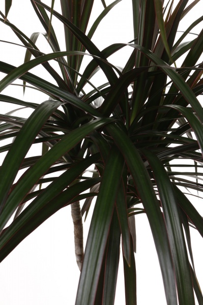 Рослина кімнатна Драцена 24/160 Мажента